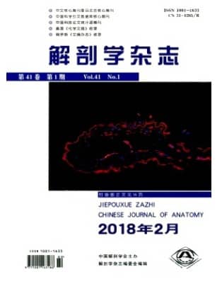 解剖学