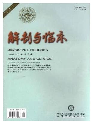 解剖与临床